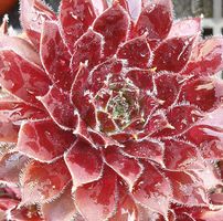 Sempervivum reginae-amaliae 